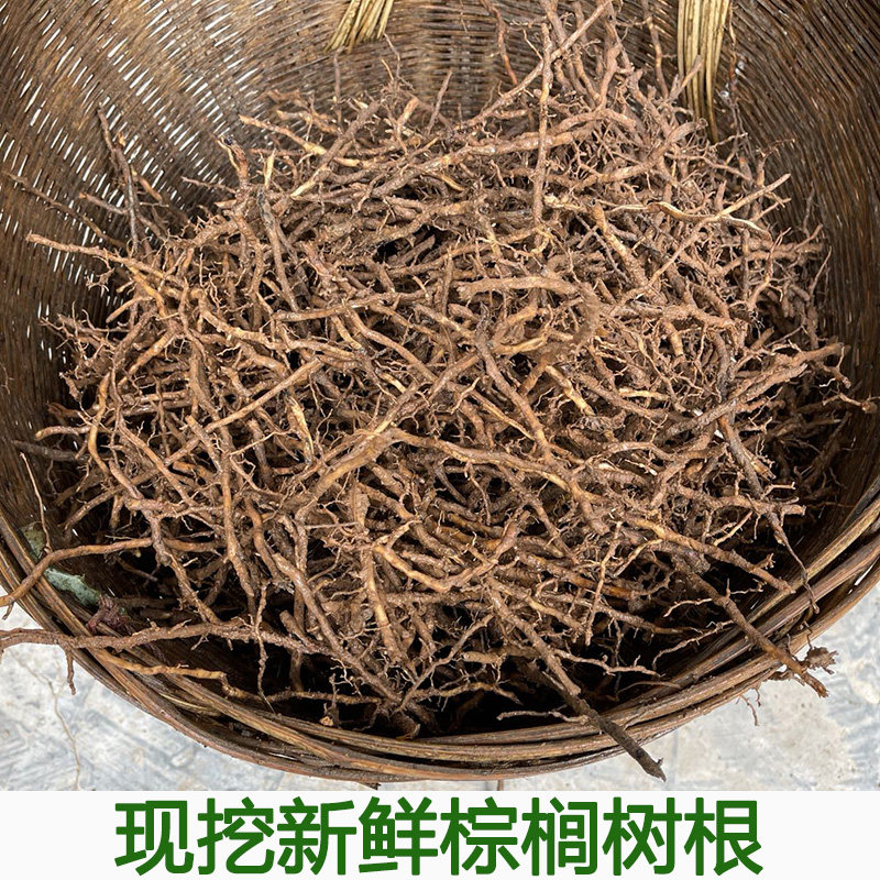 棕榈树根新鲜棕树根棕桐根现挖棕榈根农产品棕榈树树根包邮