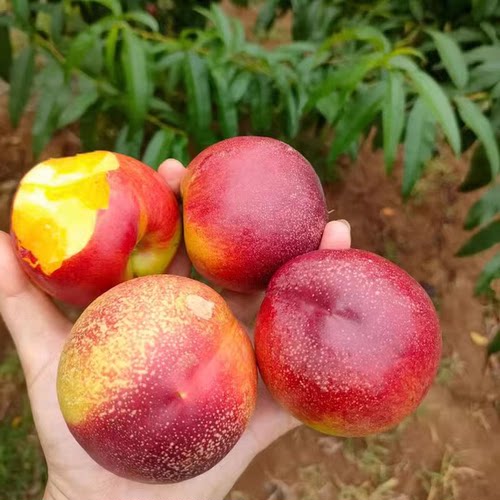 黄心油桃应季大桃子新鲜水果当季水密桃整箱孕妇蜜脆桃坏包赔包邮