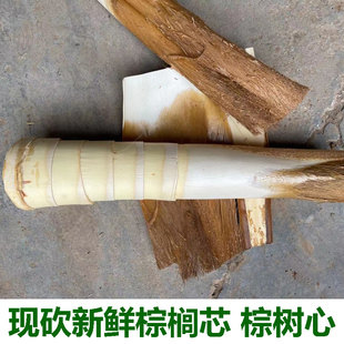 新鲜棕树心棕树尖棕榈芯棕树头棕榈心棕榈树树心食材现砍1个包邮