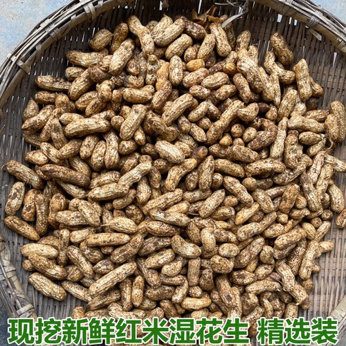 新鲜湿花生带壳带泥红皮红米花生