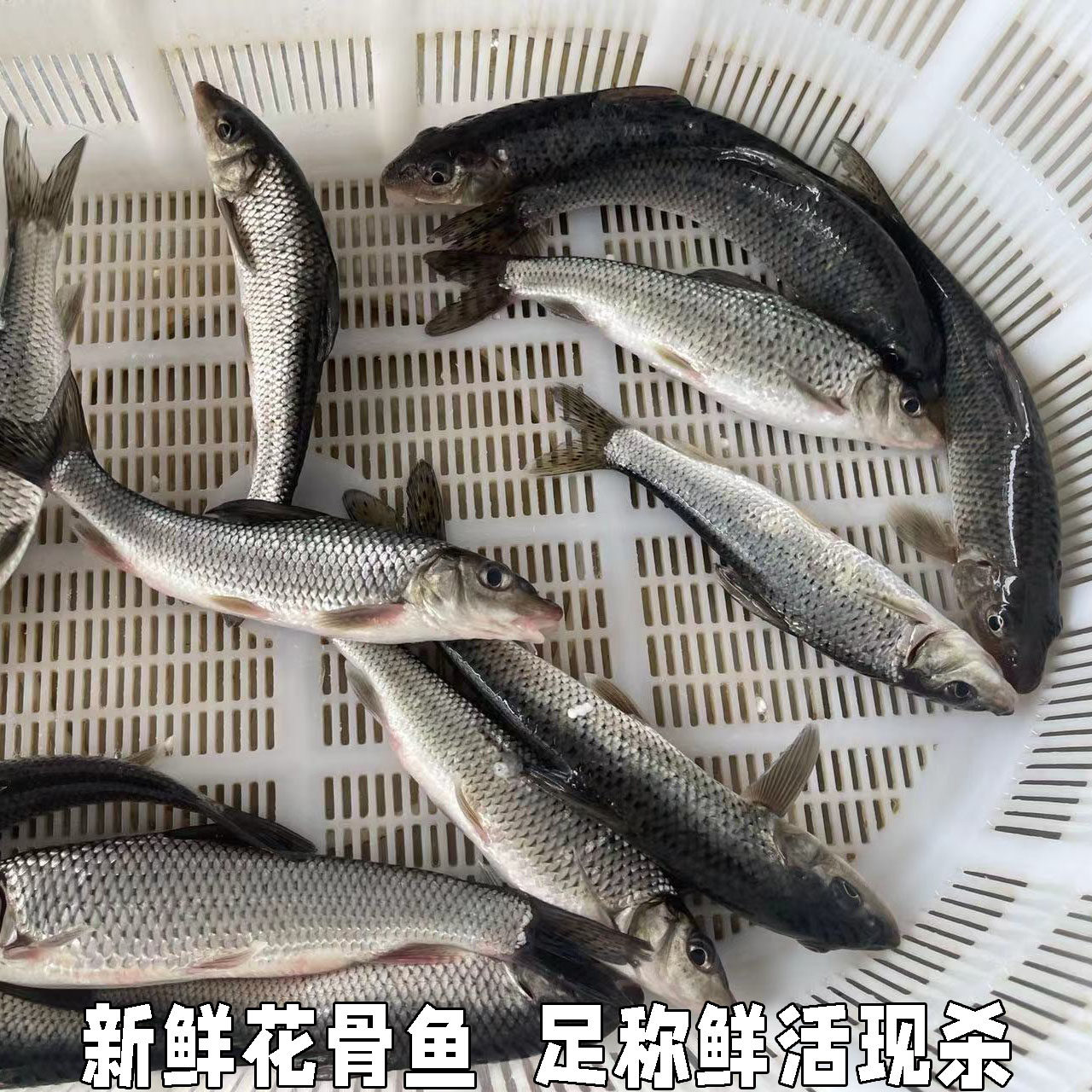 鲜活水产淡水鱼新鲜青竹鱼花骨鱼花菇鱼激浪鱼马鲫鸡骨鱼足称现杀