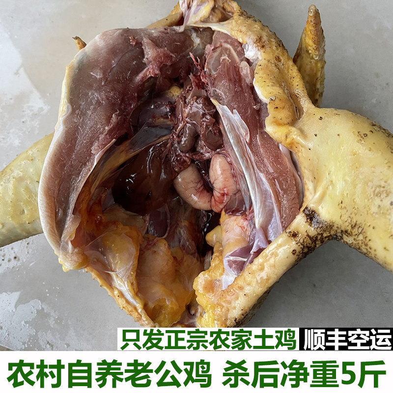 农家散养大公鸡老公鸡