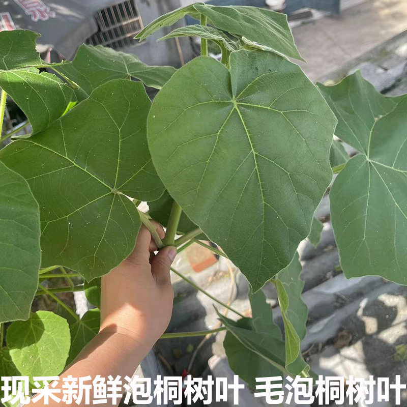泡桐树叶新鲜农家现摘真树叶毛泡桐树叶白花泡桐现摘现发农村包邮