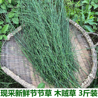 新鲜节节草野生土木贼草锁眉草