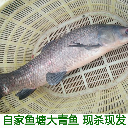 湖北宜昌农村自家鱼塘大青鱼鲜活现杀新鲜大螺丝青鱼非草鱼淡水鱼