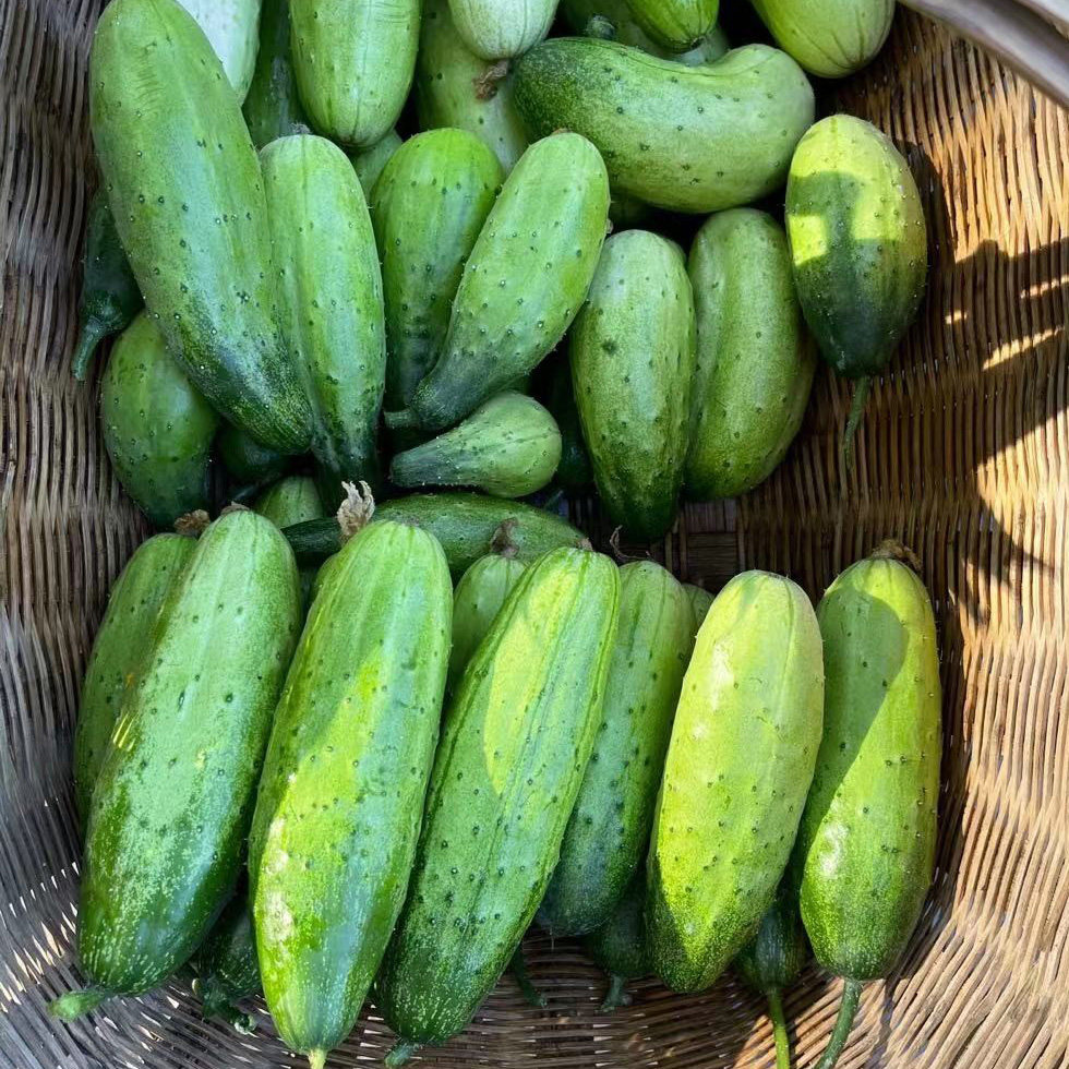 湖北宜昌新鲜旱黄瓜5斤水果小黄瓜生吃脆甜农村现摘青瓜凉瓜带刺