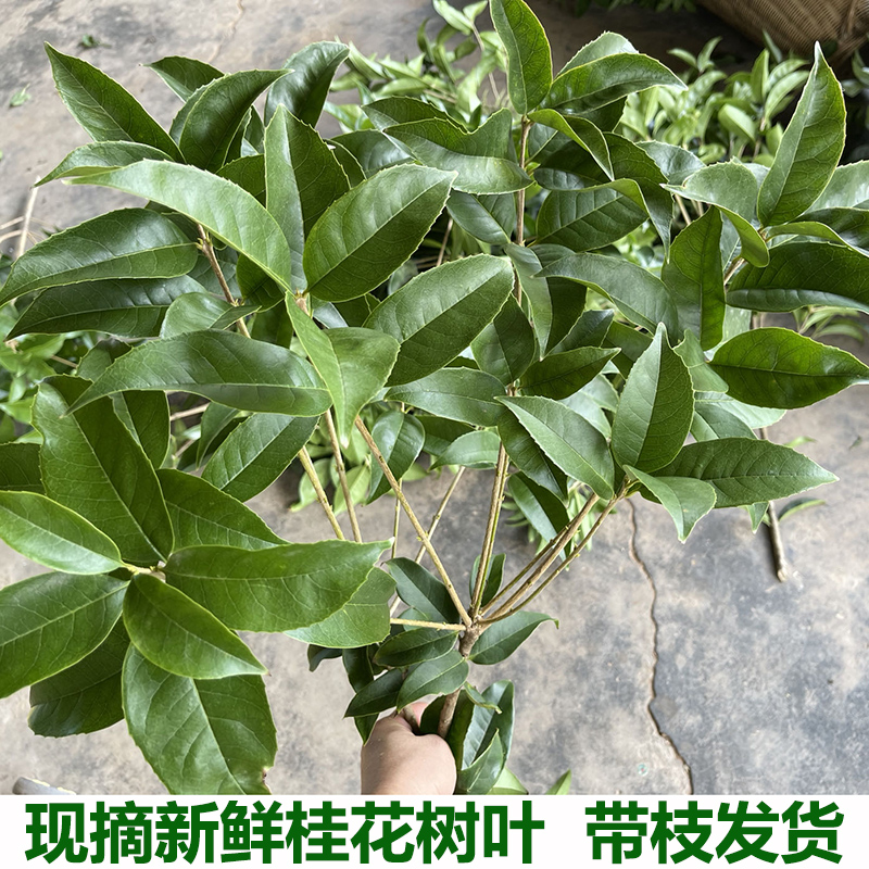 新鲜桂花树叶桂花叶桂花树叶子冬叶金桂叶四季桂叶丹桂叶真树叶