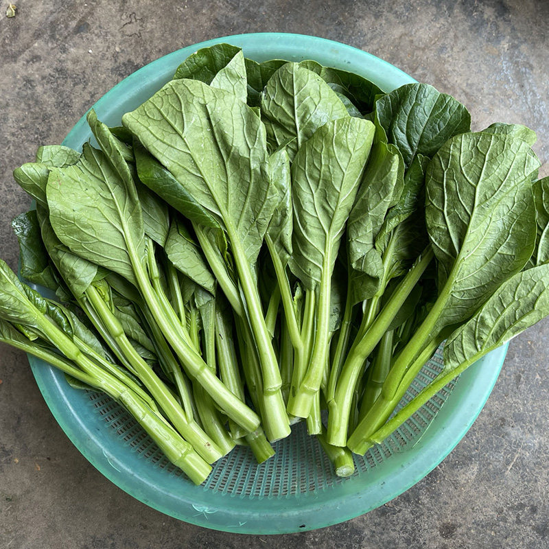 湖北新鲜菜芯当季菜心菜尖绿叶嫩蔬菜小青菜甜菜心现摘整箱包邮