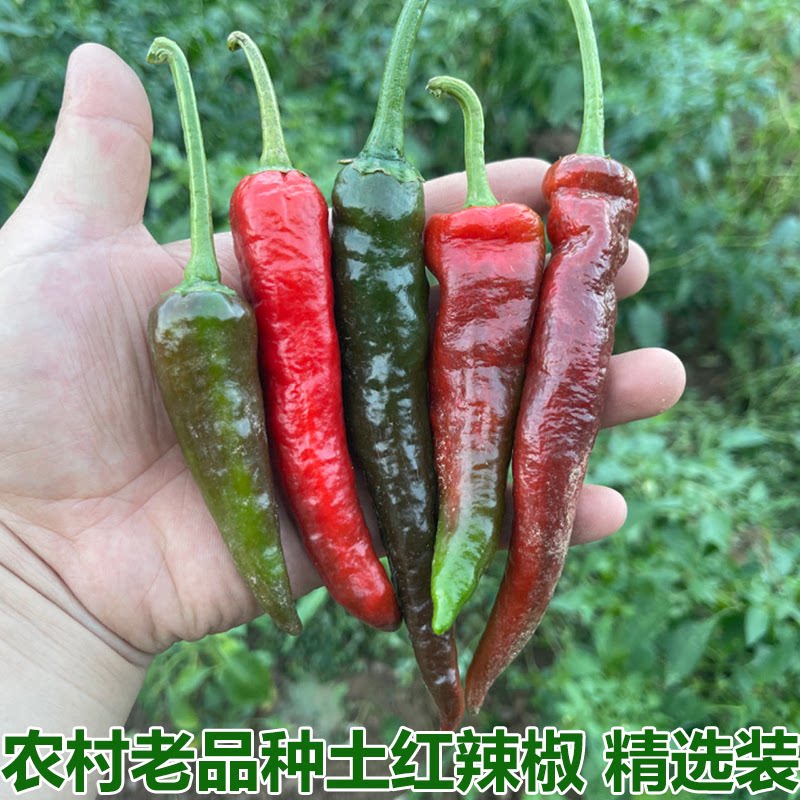 紫红辣椒鲜红土辣椒乌红辣椒土辣椒露天辣椒做酱剁椒包邮