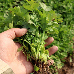 新鲜香菜 芫荽 乌苏 芫茜小种香菜 新鲜香菜香菜特香 配菜 3斤