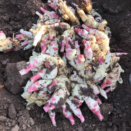 湖北嫩仔姜新鲜子姜芽红头玉手生姜泡老醋鲜姜蔬菜农家现挖泡菜