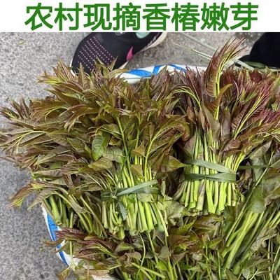 红香椿芽新鲜农家自种香椿芽新鲜头茬红香椿野菜现摘香椿芽包邮