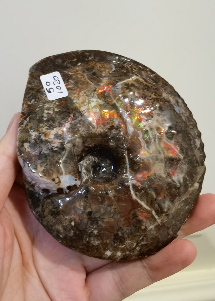加拿大天然斑彩宝石K家，玉化二文螺水草纹图片