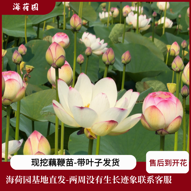 海荷园中大型观赏荷花庭院顶楼