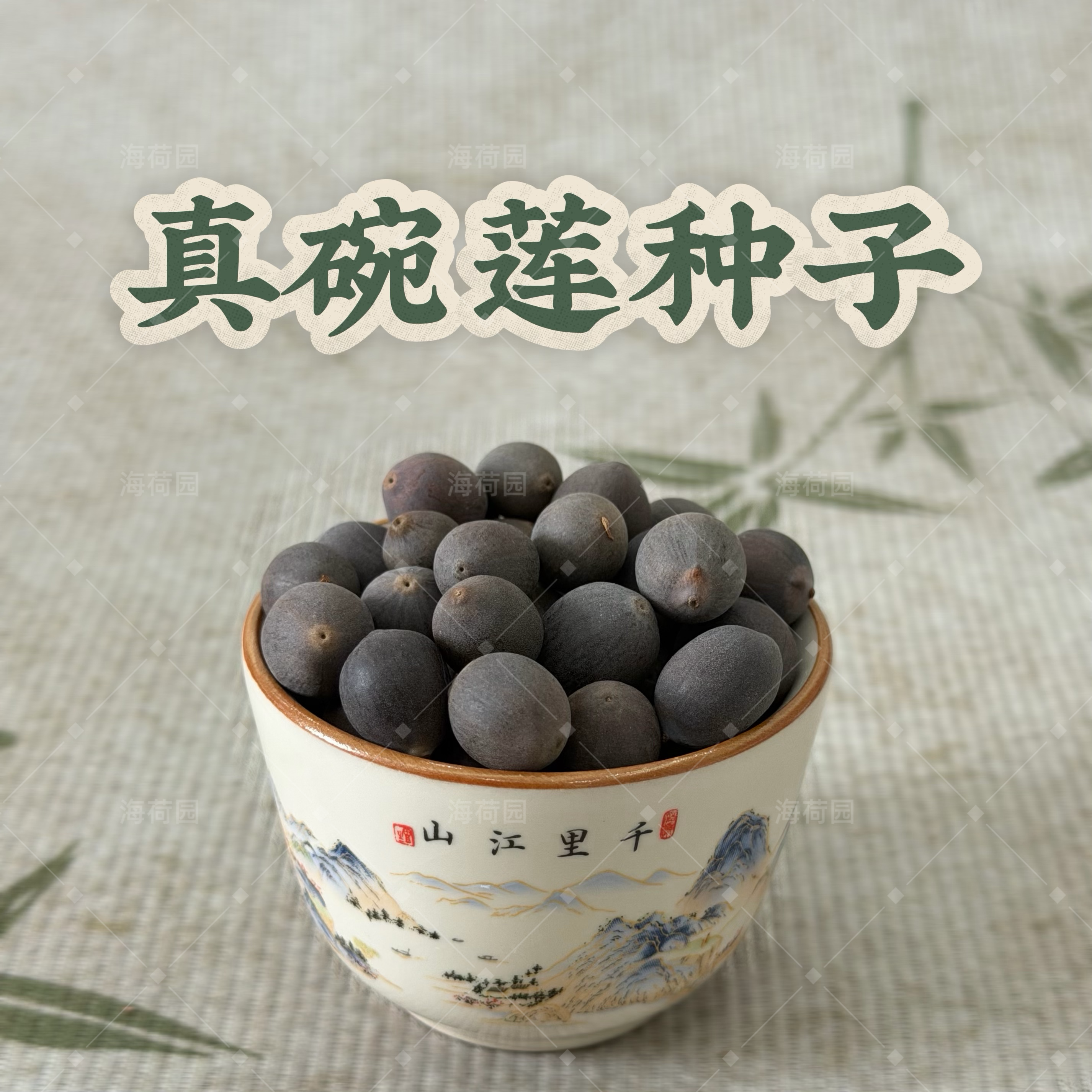 真碗莲种子 正品盆栽观赏荷花种子丰花品种基地自产老店信誉可靠
