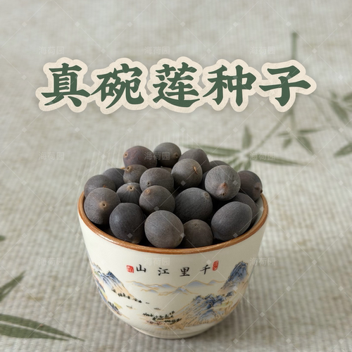 基地自产夏季开花真碗莲盆栽荷花