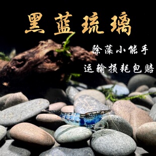包邮 黑蓝琉璃虾 熊猫琉璃虾 观赏虾活体 宠物虾 自家培育 特价