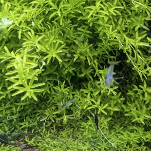 爬地珍珠草 日本珍珠草 矮珍珠草 自养100%纯正水下叶 草缸造景