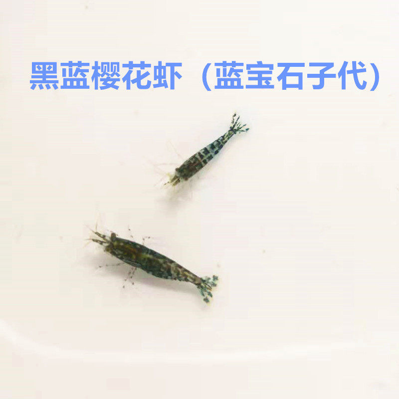 包邮蓝黑色樱花虾观赏虾宠物虾蓝丝绒蓝琉璃繁殖虾路上100%包损