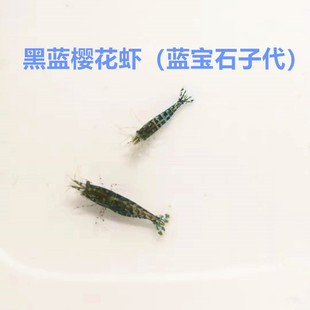 包邮蓝黑色樱花虾观赏虾宠物虾蓝丝绒蓝琉璃繁殖虾路上100%包损