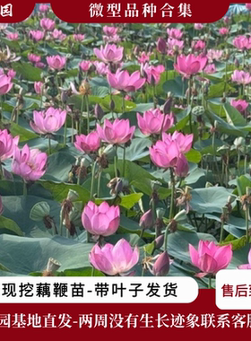 微型盆栽碗莲荷花多年生基地直发