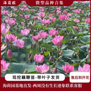 微型盆栽碗莲荷花【海荷园】基地直发水生植物微莲多年生小微型