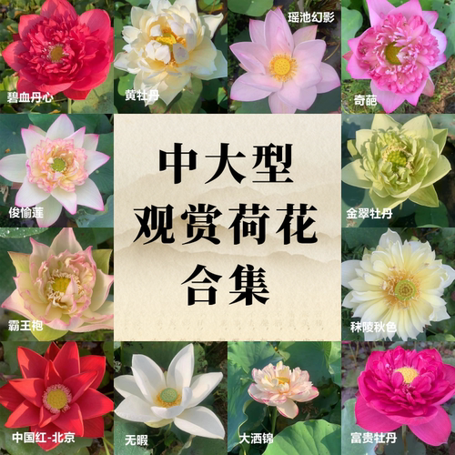 中大型观赏荷花【海荷园】水生卉庭院水池楼顶盆栽莲花公园池塘