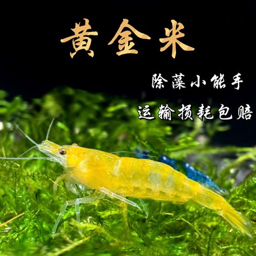 包邮黄金宠物工具除藻草缸清洁虾