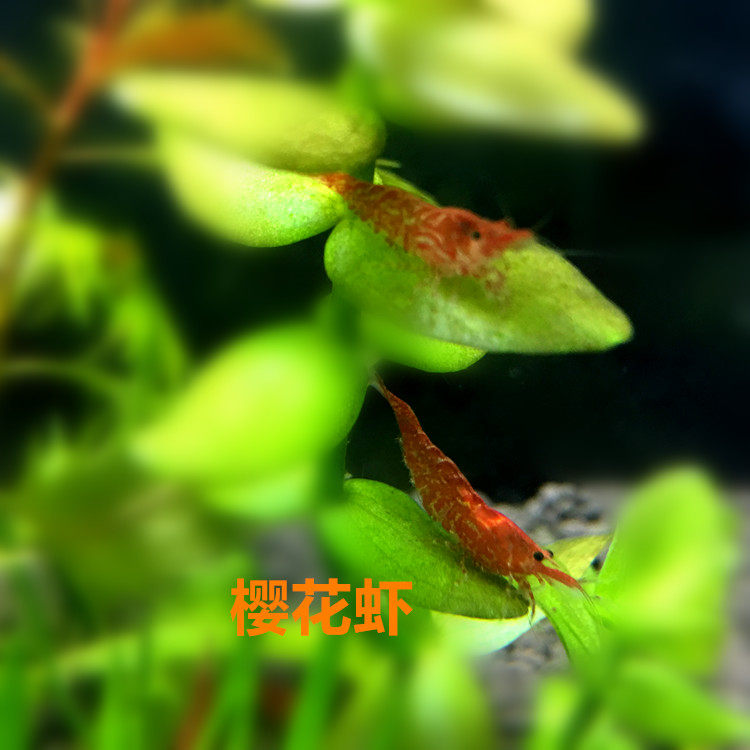 樱花虾 宠物虾 清洁虾 工具虾 观赏虾 活体 樱桃虾 路上损耗全包在类目 宠物/宠物食品及用品, 水族世界, 虾中 - 来自Buy2taobao.com提供专业的淘宝代购服务