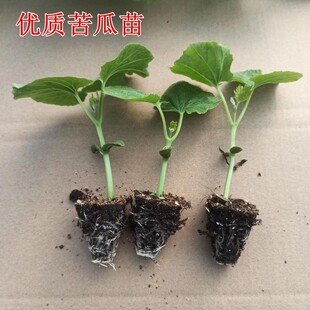 苦瓜苗秧苗苦瓜种籽子蔬菜苗种子苗原土苹果苦瓜苗白玉苦瓜苗幼苗