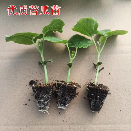 四川夏季苦瓜秧苗简单好成活