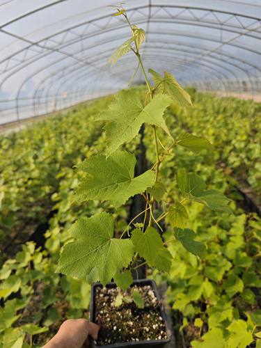 吉娃娃  (原盆原土)嫁接苗7片叶子以上发货