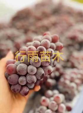 吉娃娃嫁接苗（3309砧木）本品种苗木特性苗细