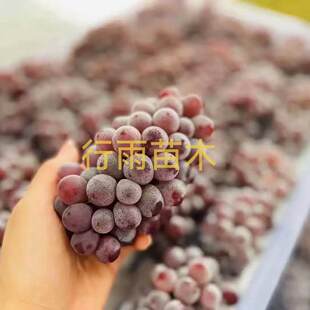 吉娃娃嫁接苗（3309砧木）本品种苗木特性苗细