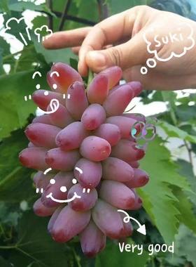 行雨苗木-3309根茉莉香