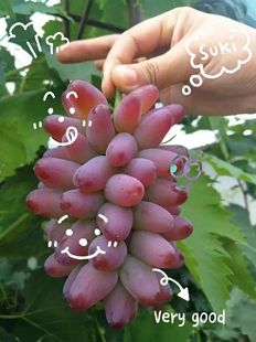 行雨苗木-3309根茉莉香