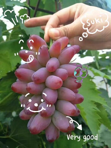 行雨苗木-3309根茉莉香（苗细）