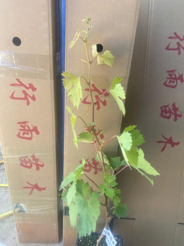 行雨苗木-妮娜皇后（原盆原土发货）7片叶子打顶发货