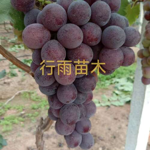 行雨苗木—蜜光葡萄苗嫁接苗（夏黑砧木）