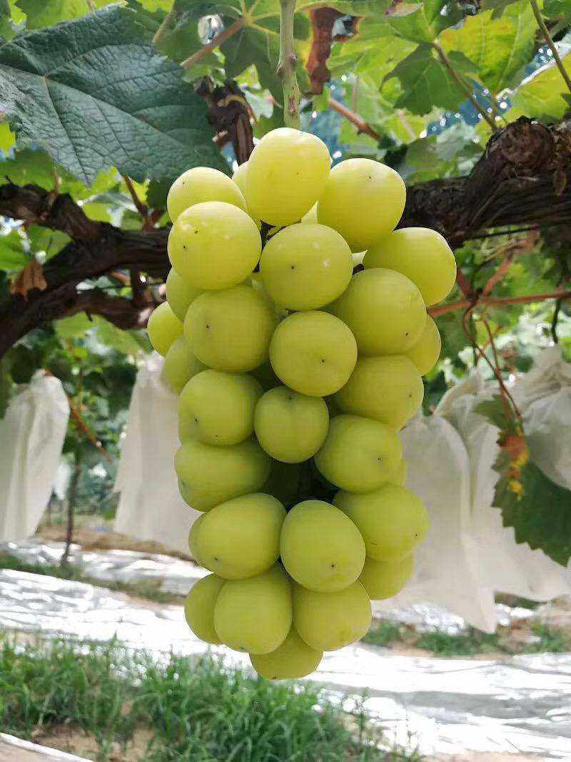 行雨苗木--阳光玫瑰（3309砧木）嫁接苗