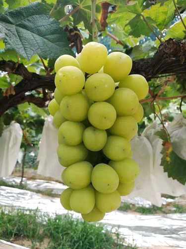 行雨苗木--阳光玫瑰（3309砧木）嫁接苗