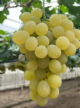 行雨苗木-白香蕉嫁接苗（夏黑砧木）品种特性苗细