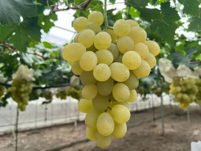 行雨苗木-白香蕉嫁接苗（夏黑砧木）品种特性苗细