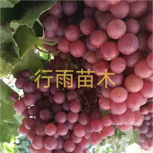 行雨苗木—玻璃脆火焰无核葡萄苗