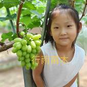 夏黑根 行雨苗木 绿色极香嫁接苗