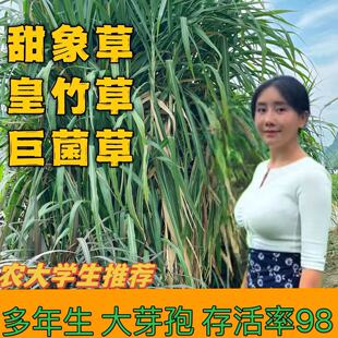 甜象草3号无毛种节高产耐寒皇竹草种子巨菌草多年生牛羊牧草种籽
