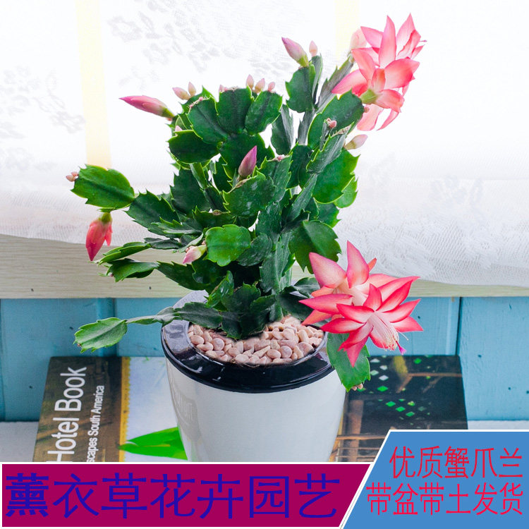 批发蟹爪兰苗盆栽花卉室内绿植花苗客厅净化空气四季开花带盆栽好