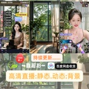 高清静动态绿幕背景视频 抖音快手ZOOM通用 室内外风景直播间素材