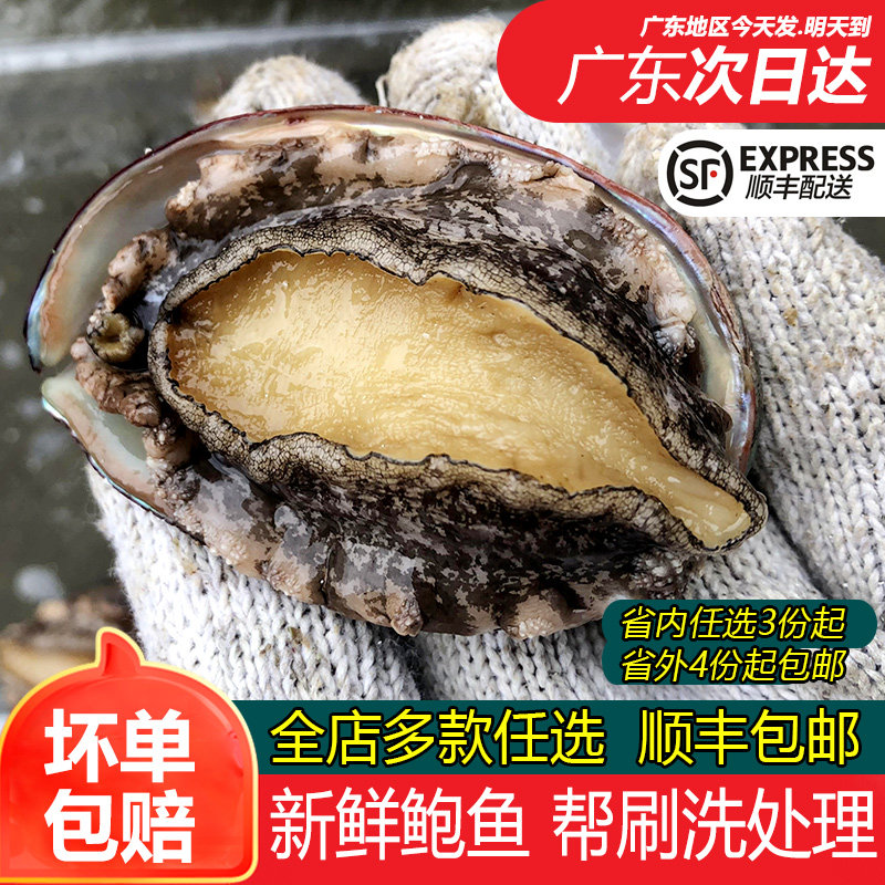7-8头鲍鱼帮去肚处理好