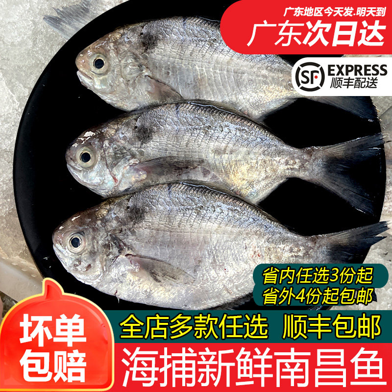 南昌鱼肉鲳潮汕海鱼，顺丰配送